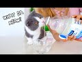 Can Cats Drink Thick Water? | Compilation