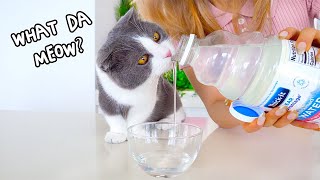 Can Cats Drink Thick Water? | Compilation