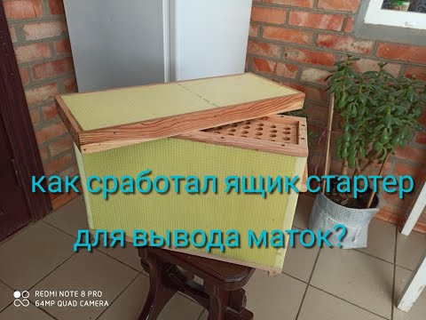 Как сработал ящик-стартер для вывода маток ?