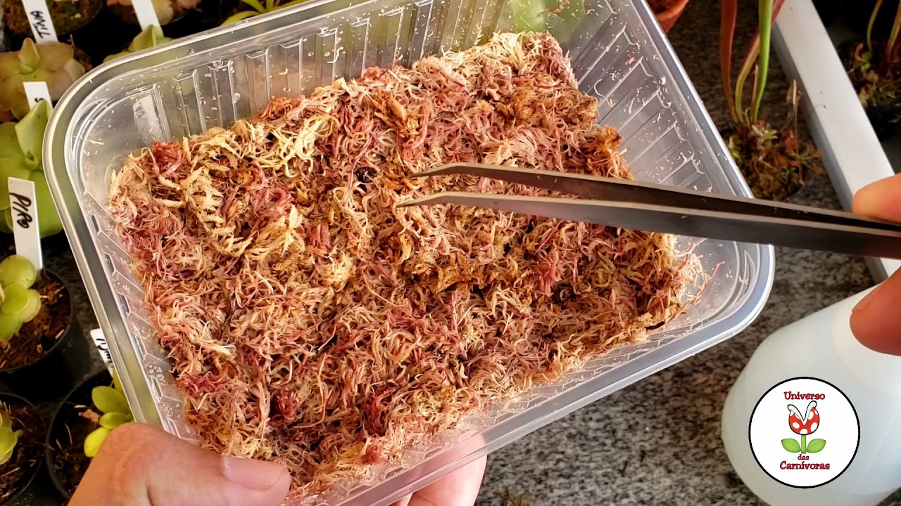 Estratificação a frio de sementes de sarracenias.