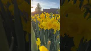 Beautiful Flowers in Finland #travel #spring #flowers #europe
