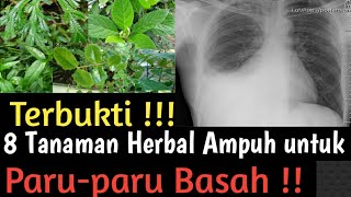 Paru-Paru Basah, sembuhkan dengan 8 tanaman herbal ini. screenshot 3