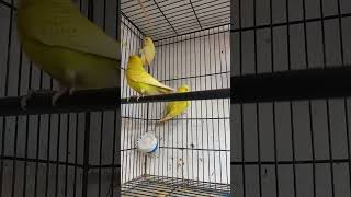 my breeding setup for Australian budgies Parrots ? ?
