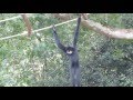 Funny and Amazing Gibbon Dance ! La drôle de danse du gibbon ! / Full HD