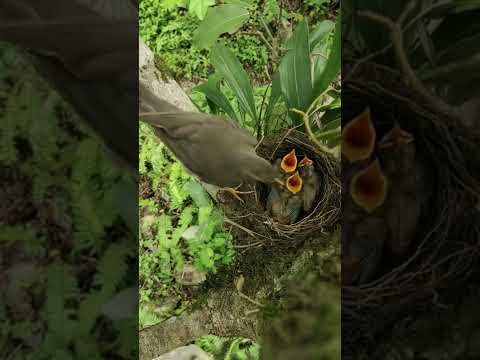 Мама скворец, не даст умереть от голода птенцам | Mother starling, will not let the chicks die