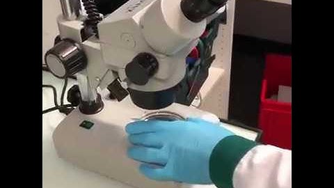 TechThursday XLVIII: Novel antibiotics with alginate beads 💊🔴🔵