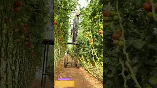 How One Cut Redirects A Plants Entire Energy Budget