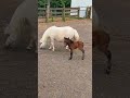 Baby girl goes outside! Part 1 #KVS #katievanslyke #minihorse #minifoal