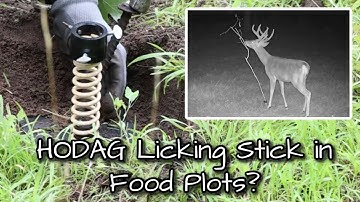 HODAG Licking Stick Setup For More & Better Trailcam Pictures!