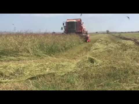 სუდანურა(sudanka)