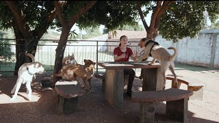 Conoce nuestro hotel y guardería para perros 🏠 by CANES py 33 views 11 months ago 45 seconds