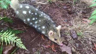Eastern quoll births