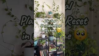 The end of an era 🥹 #plantwall #cozy #growth #houseplants #relaxing