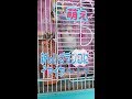 白ボタンインコのしろたん♪ 新しいブランコにイヤイヤ〜！？の反応が面白可愛いすぎ♡