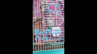 白ボタンインコのしろたん♪ 新しいブランコにイヤイヤ〜！？の反応が面白可愛いすぎ♡