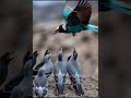 LE CORBEAU