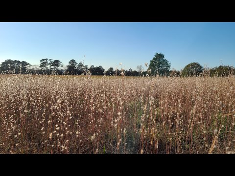 Video: Broomsedge trava - Savjeti za kontrolu Broomsedge