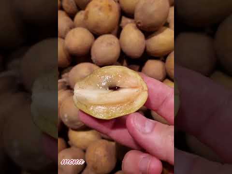 تجربة فاكهة شيكو سابوديلا  