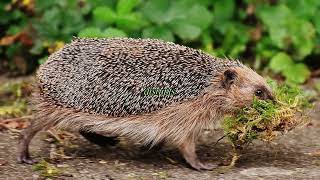 Help Hedgehogs Thrive: 8 Facts You Need to Know!