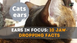 Ears in Focus - 10 Jaw Dropping Facts That Every Cat Lover Should Know! by Meow Moments 16 views 9 months ago 5 minutes, 58 seconds