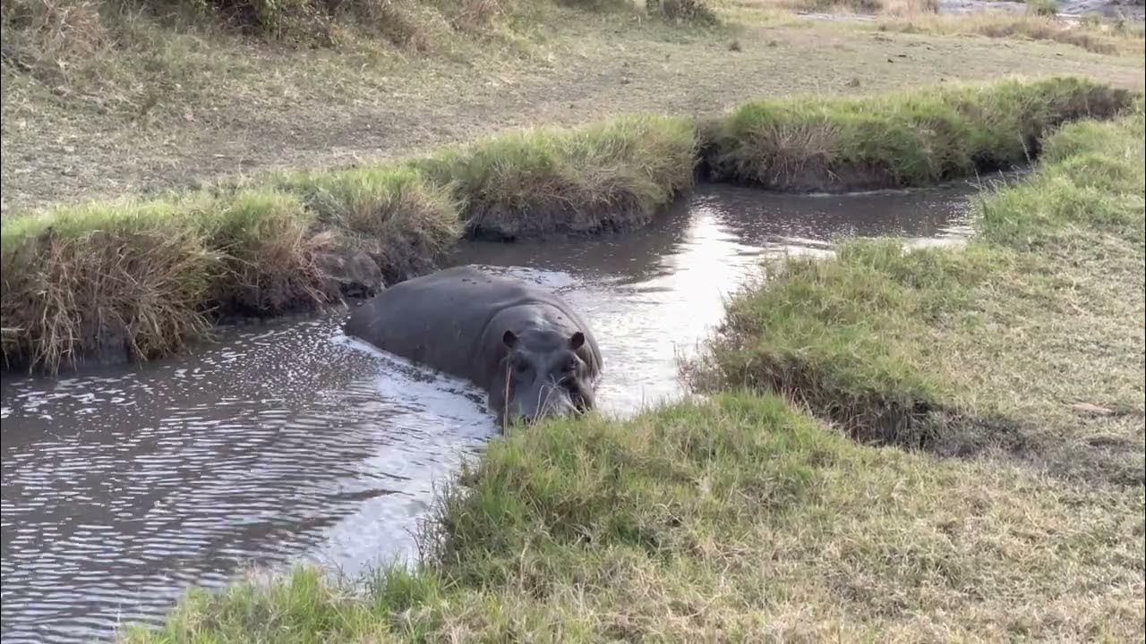 Hippo Pooping In Kenya YouTube hippo-pooping-in-kenya-youtube