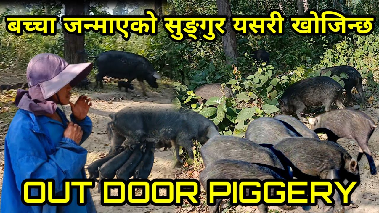 जङ्गल भित्र बच्चा जन्माएको सुङ्गुरको माउ यसरी खोरमा ल्याइन्छ OUT DOOR PIGGERY IN NEPAL