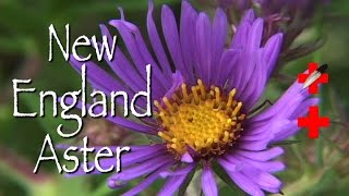 New England Aster: Medicinal