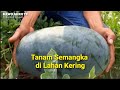 Tanam Semangka di Lahan Kering. Cara Paling Mudah, Hemat Biaya dan Hasil Melimpah