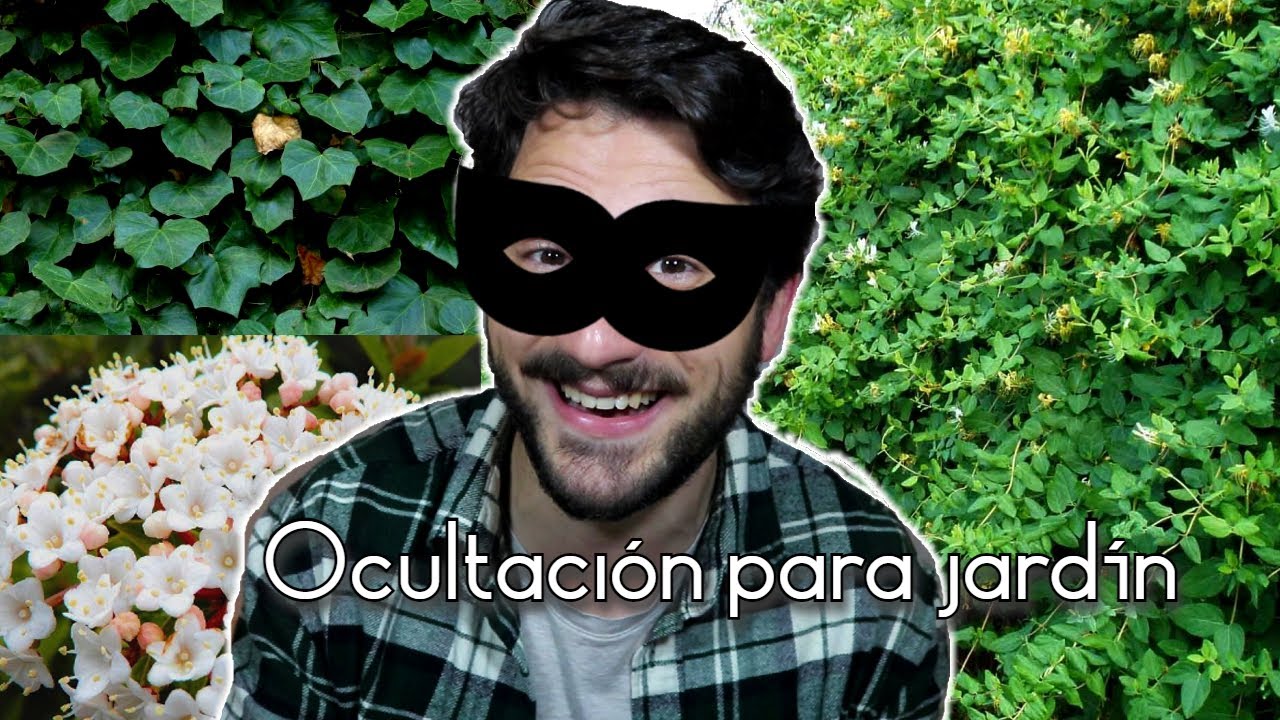 😎 Ocultación para jardín o TERRAZA 🌳 MEJORES plantas para cubrir 🏡 CERCOS vivos