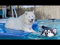 Malamute Refuses To Listen When Told To Get Out Of The Pool