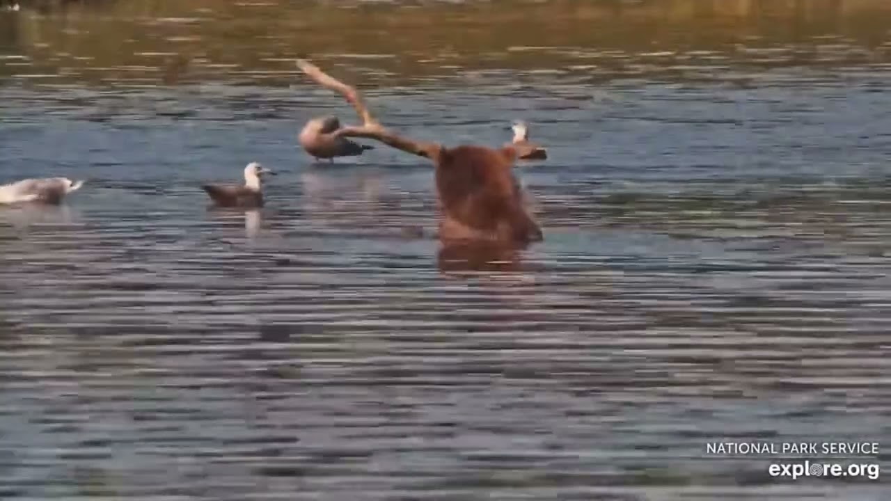 Rider (910F) makes an appearance and she’s looking great!! August/17/25 explore.org 