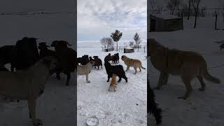 Kuzu kaşınıyor 😀 #kuzu #çiftlik #köpek #koyun