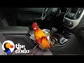 Abandoned rooster jumps into couples truck and goes home with them  the dodo