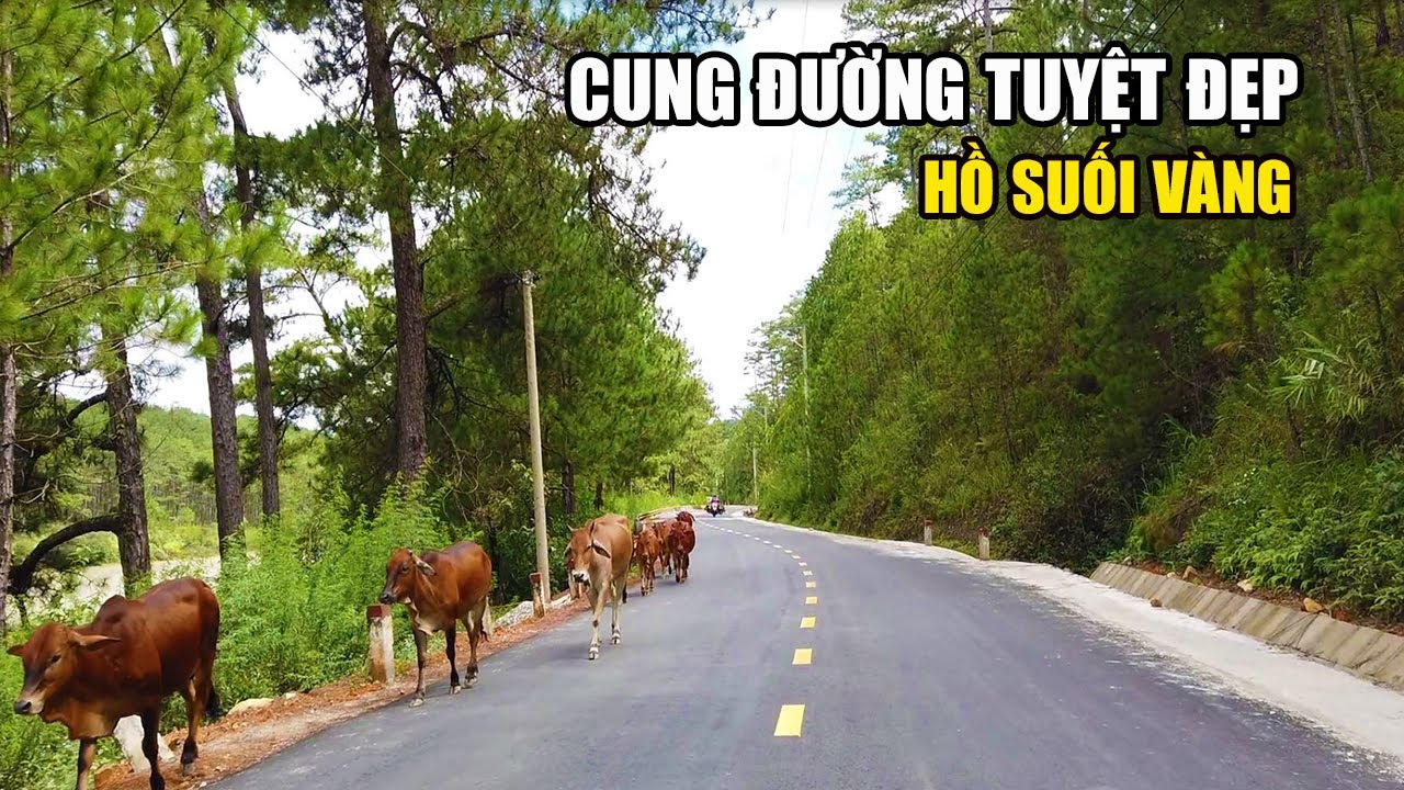 rum vàng đà lạt 2022 Update Cung đường thơ mộng dẫn vào Hồ Suối Vàng, ngắm cảnh rừng thông, suối đá sỏi tuyệt đẹp