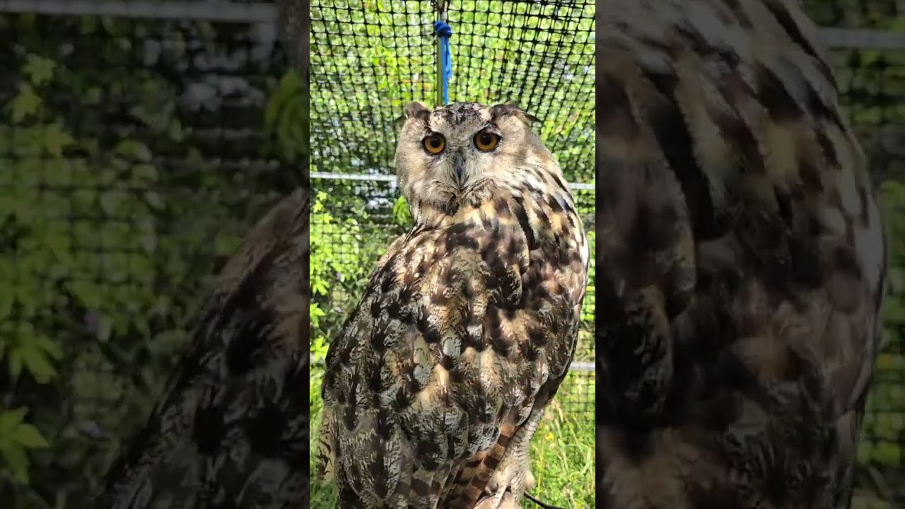 Сова сидит, скрипит, качается @yoll