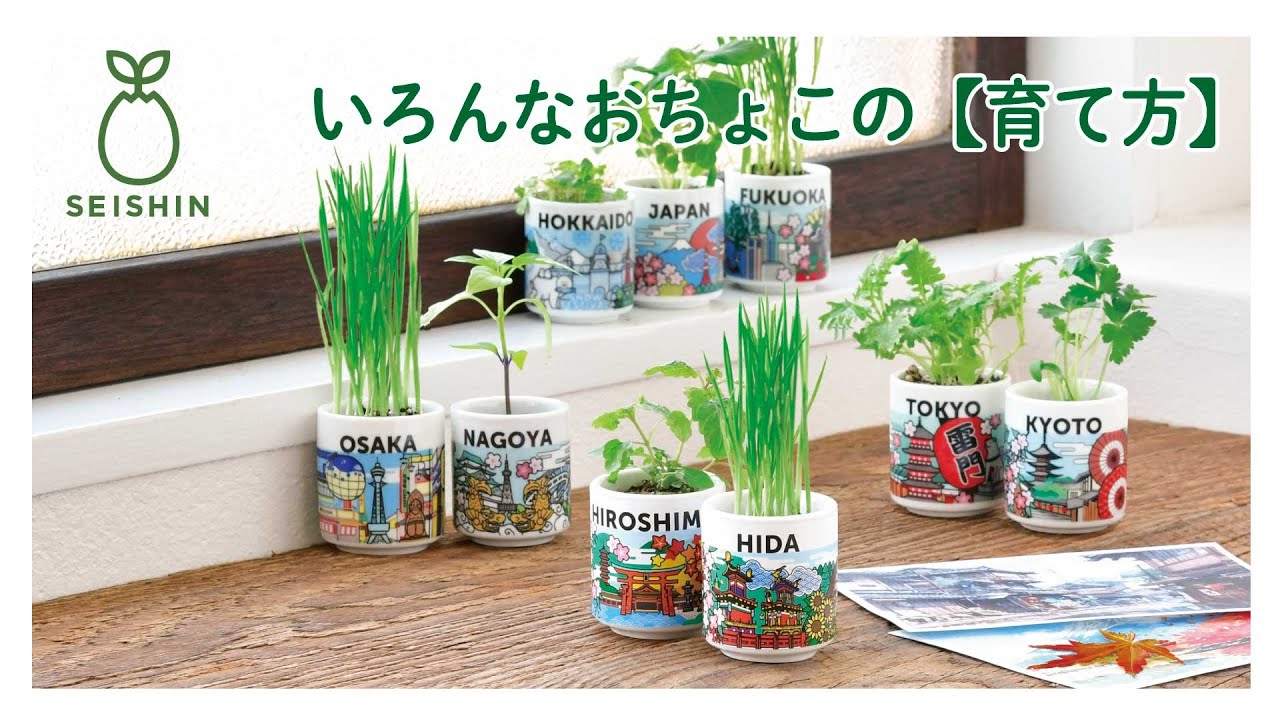 お芽でたおちょこ JAPAN - 聖新陶芸株式会社｜栽培キットの企画・製造