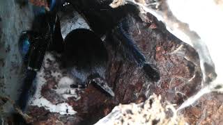 Adult Female Cobalt Blue Cyriopagopus Lividus