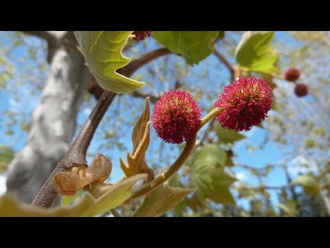 le platane, un arbre d'ornement