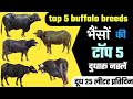 भैंस की पांच दुधारू नस्लें | murra buffalo | jafrabadi buffalo | Mehsana buffalo