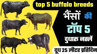 भैंस की पांच दुधारू नस्लें | murra buffalo | jafrabadi buffalo | Mehsana buffalo