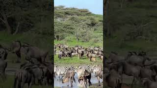 Wildebeest And Zebra Migrating