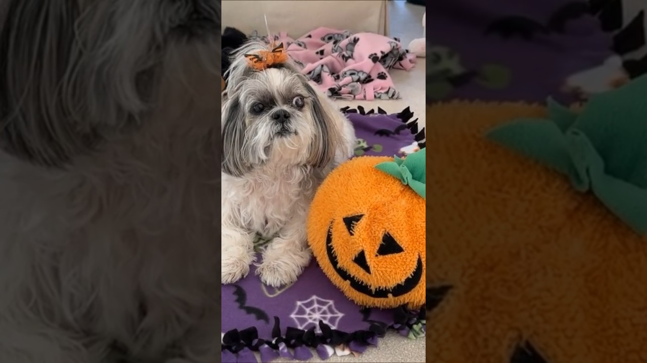 Happy Howl-o-ween From Your Favorite Shih Tzu! 👻 Lacey Dog and Pumpkin Toy 🎃 