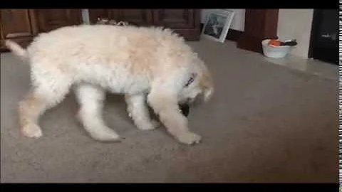 How Goldendoodles & Whippets Deal With Scary Things