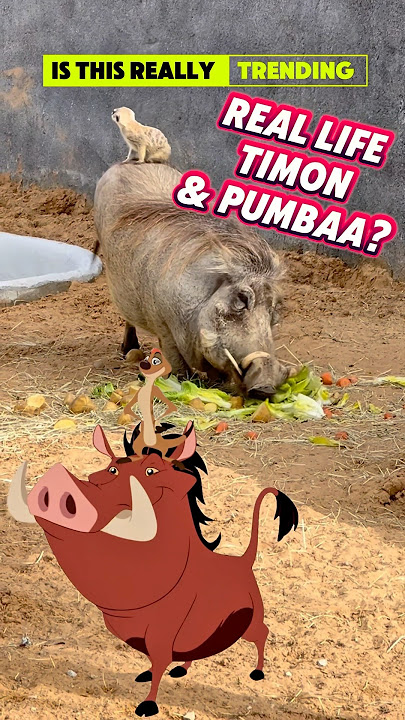 REAL LIFE TIMON & PUMBAA? You Gotta See This to Believe It!