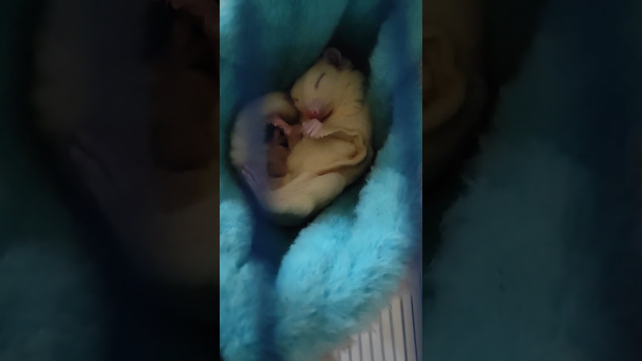 Bobo Siang Dulu, Jangan Ganggu Ya Gaes. - Sugar Glider