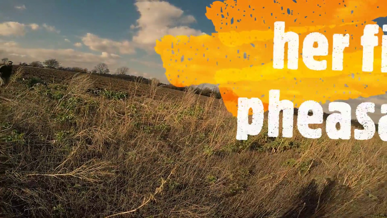 Harris Hawk catching a pheasant