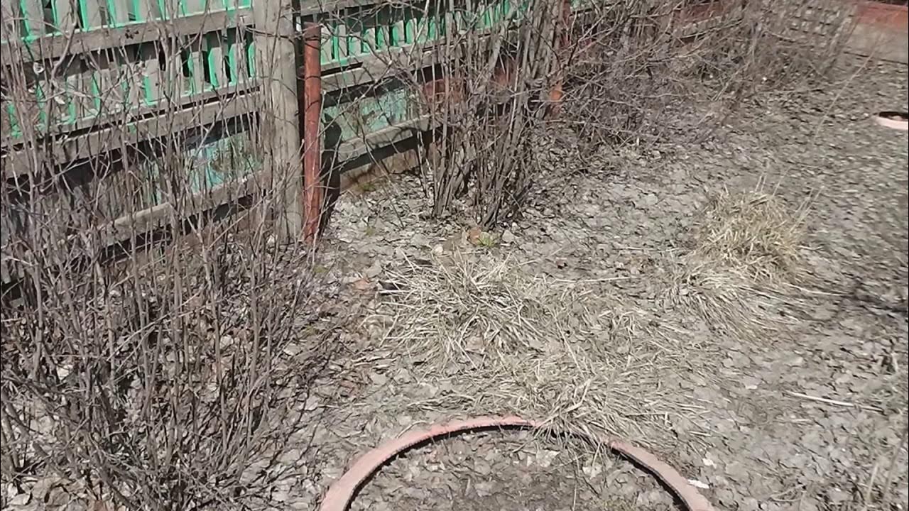 Найди фото кошки