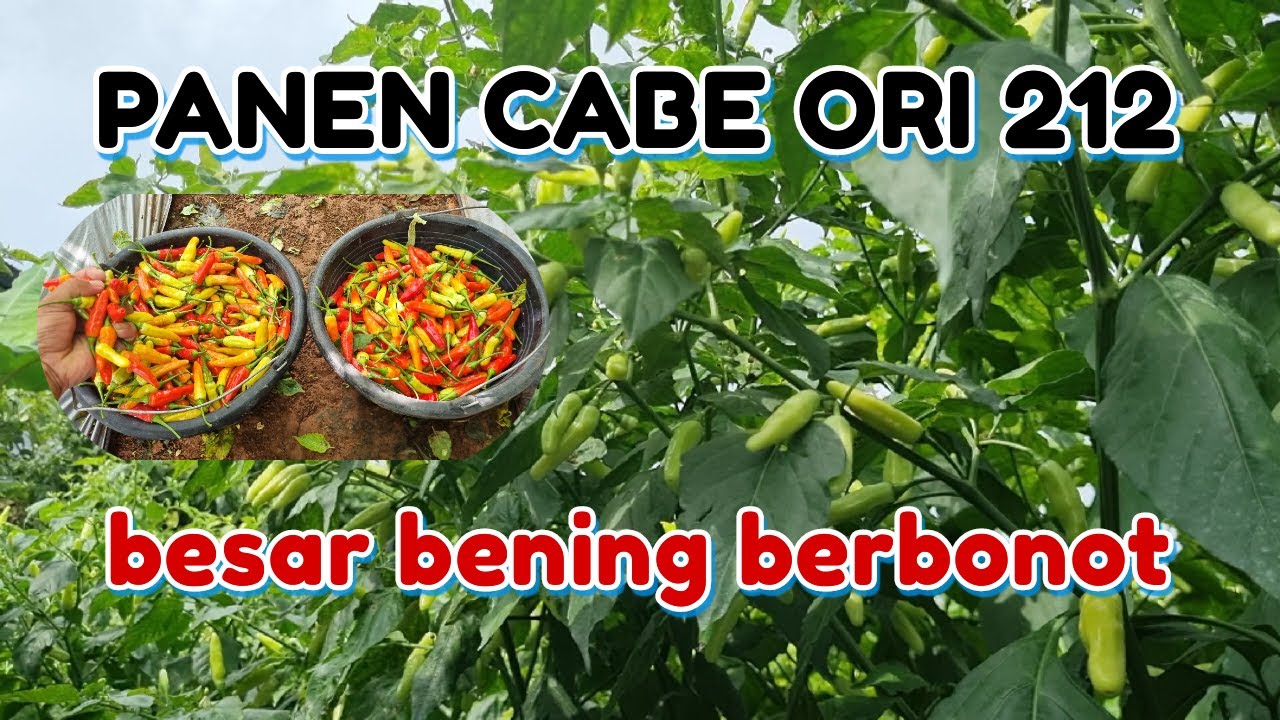 PANEN KE 3 CABE RAWIT ORI 212 ALHAMDULILLAH TANAMAN BERBUAH LEBAT CARA