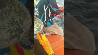 Download Lagu STRIKE DOUBLE IKAN KAKAP MERAH (BAMBANGAN) MP3