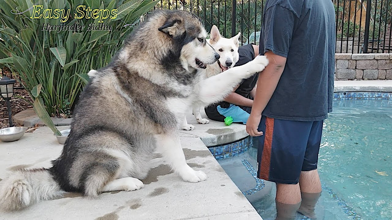 malamute next to husky